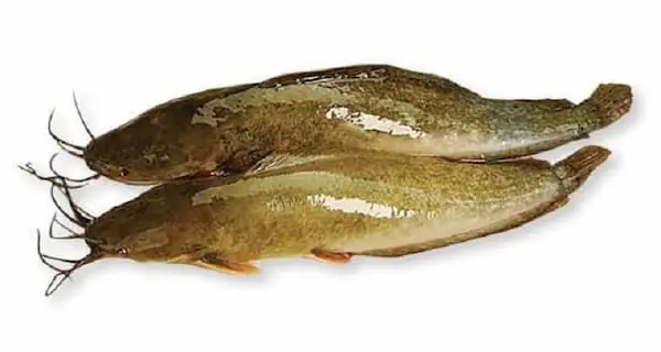Nằm Mơ Thấy Cá Trê Đen Đánh Con Gì