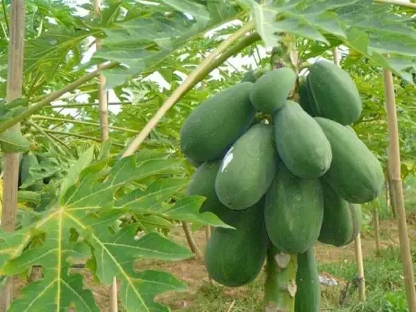 Nằm Mơ Thấy Cây Đu Đủ Nhiều Quả Nằm Mơ Thấy Cây Đu Đủ Nhiều Quả