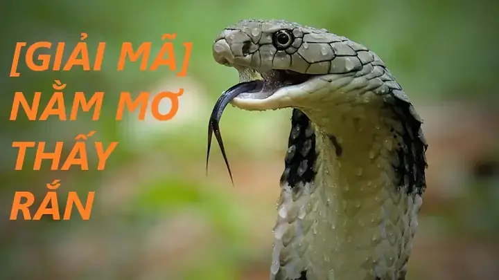 Nằm Mơ Thấy Cây Mía Đánh Đề Con Gì