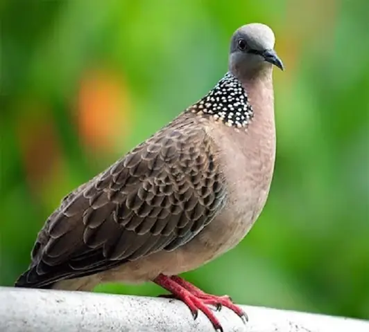 Nằm Mơ Thấy Chim Cu Gáy Đánh Con Gì Nằm Mơ Thấy Chim Cu Gáy Đánh Con Gì