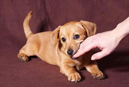 Nằm Mơ Thấy Chó Cắn Đánh Số May