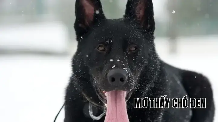 Nằm Mơ Thấy Chó Đuổi Cắn Đánh Con Gì