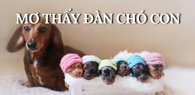 Nằm Mơ Thấy Chó Mẹ Và Đàn Chó Con