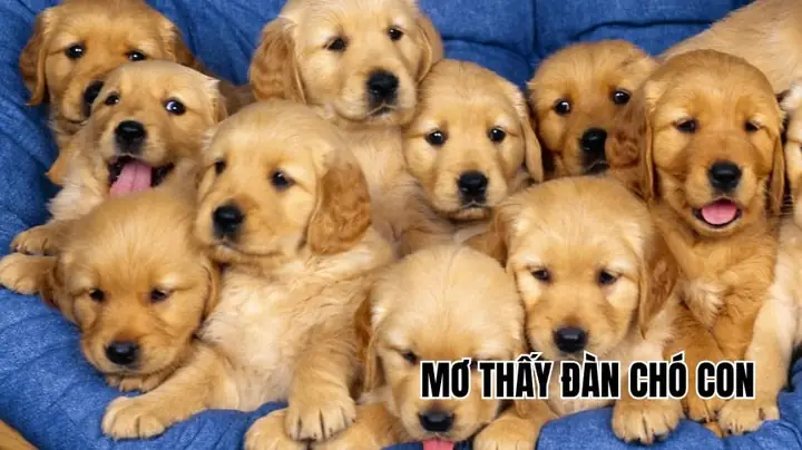 Nằm Mơ Thấy Chó Mẹ Và Đàn Chó Con
