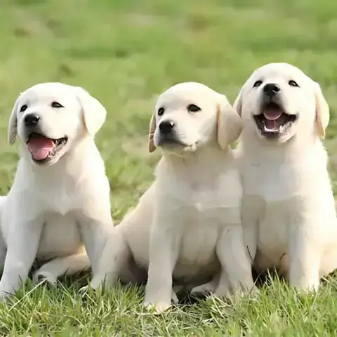 Nằm Mơ Thấy Chó Mẹ Và Đàn Chó Con