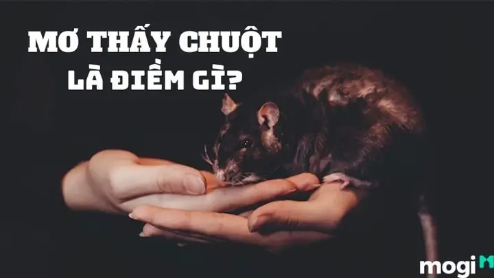 Nằm Mơ Thấy Chuột Cắn Chân Đánh Số May Nằm Mơ Thấy Chuột Cắn Chân Đánh Số May