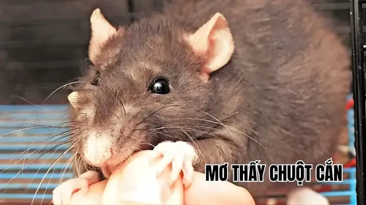 Nằm Mơ Thấy Chuột Cắn Chân Đánh Số May Nằm Mơ Thấy Chuột Cắn Chân Đánh Số May