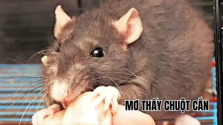 Nằm Mơ Thấy Chuột Cắn Tay Đánh Con Gì Nằm Mơ Thấy Chuột Cắn Tay Đánh Con Gì