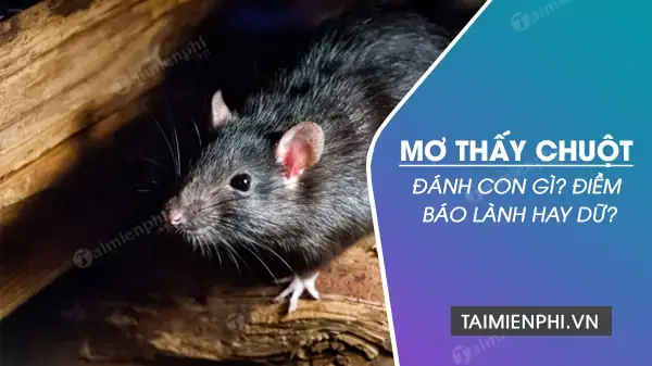 Nằm Mơ Thấy Chuột Con Đánh Số Gì