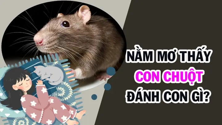 Nằm Mơ Thấy Chuột Con Đánh Số Gì Nằm Mơ Thấy Chuột Con Đánh Số Gì