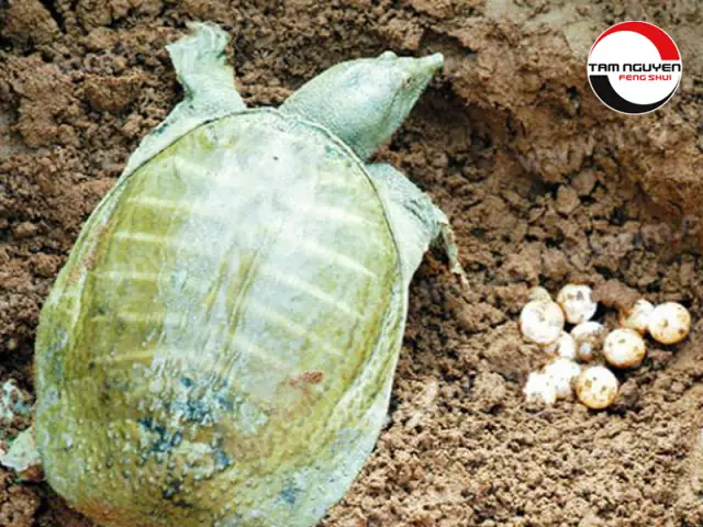 Nằm Mơ Thấy Con Ba Ba Đánh Số Đề Nằm Mơ Thấy Con Ba Ba Đánh Số Đề