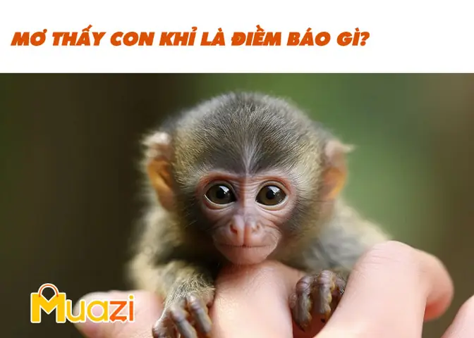 Nằm Mơ Thấy Con Baba Là Điềm Báo Gì