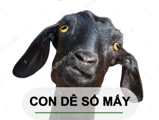Nằm Mơ Thấy Con De Đánh Số Gì Nằm Mơ Thấy Con De Đánh Số Gì