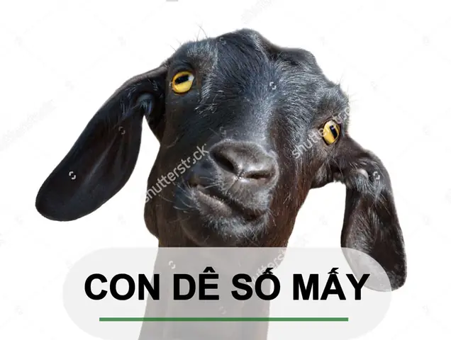 Nằm Mơ Thấy Con De Đánh Số Gì Nằm Mơ Thấy Con De Đánh Số Gì