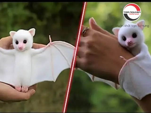 Nằm Mơ Thấy Con Dơi Đánh Số Gì