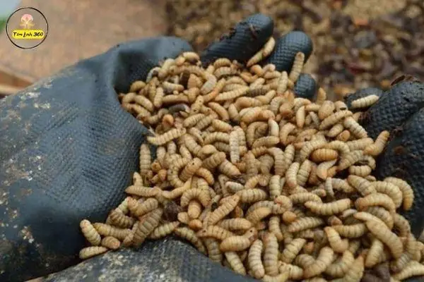 Nằm Mơ Thấy Con Dòi Đánh Số Mấy