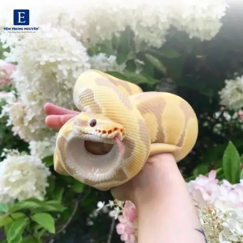 Nằm Mơ Thấy Con Gái Ruột Của Mình