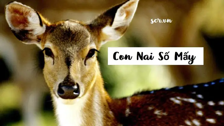 Nằm Mơ Thấy Con Nai Đánh Số Gì