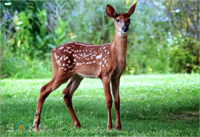 Nằm Mơ Thấy Con Nai Đánh Số Gì
