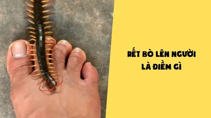 Nằm Mơ Thấy Côn Trùng Bò Lên Người Nằm Mơ Thấy Côn Trùng Bò Lên Người