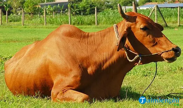 Nằm Mơ Thấy Đàn Bò Đánh Số Mấy Nằm Mơ Thấy Đàn Bò Đánh Số Mấy