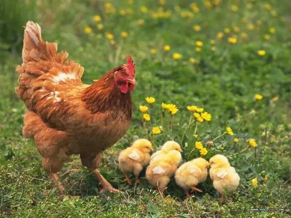 Nằm Mơ Thấy Đàn Gà Con Mới Nở Nằm Mơ Thấy Đàn Gà Con Mới Nở