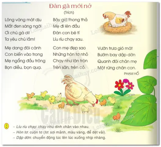 Nằm Mơ Thấy Đàn Gà Con Mới Nở Nằm Mơ Thấy Đàn Gà Con Mới Nở