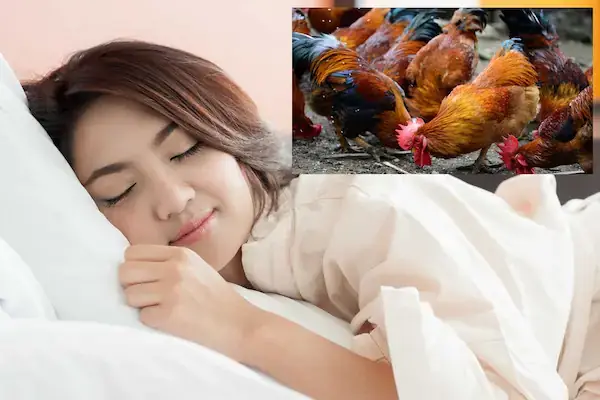 Nằm Mơ Thấy Đàn Gà Con Mới Nở