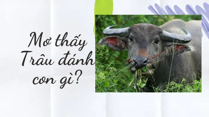 Nằm Mơ Thấy Đàn Trâu Đánh De Con Gì Nằm Mơ Thấy Đàn Trâu Đánh De Con Gì