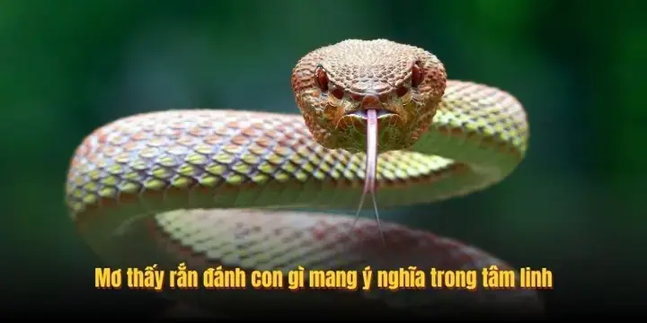 Nằm Mơ Thấy Đàn Vịt Đánh Số May