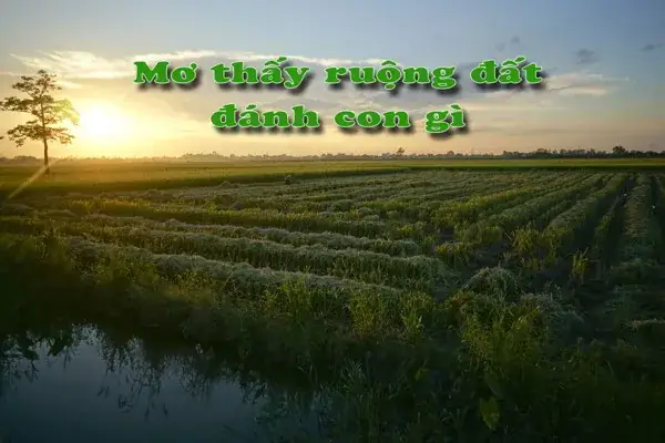 Nằm Mơ Thấy Đất Đai Đánh Số Gì