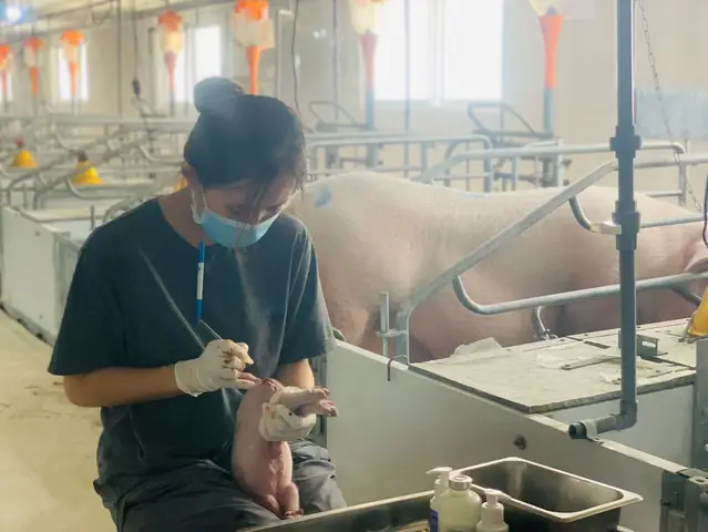 Nằm Mơ Thấy Đầu Heo Đánh Đề Con Gì