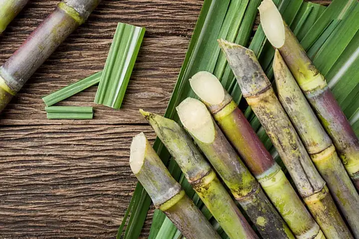 Nằm Mơ Thấy Đi Mua Mía Đánh Đề Con Gì Nằm Mơ Thấy Đi Mua Mía Đánh Đề Con Gì