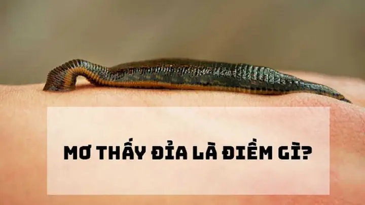 Nằm Mơ Thấy Đỉa Chui Vào Vùng Kín