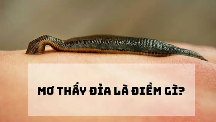 Nằm Mơ Thấy Đỉa Chui Vào Vùng Kín