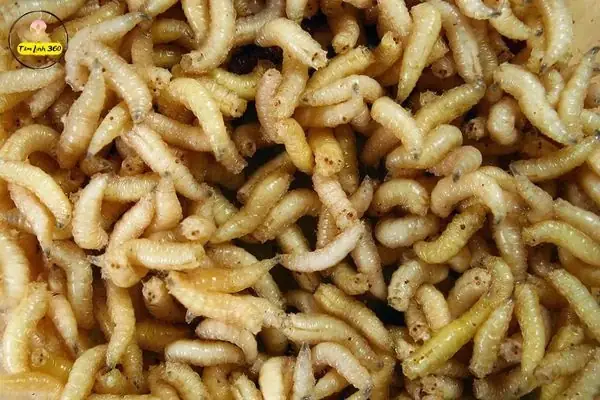 Nằm Mơ Thấy Dòi Bò Đánh Con Gì