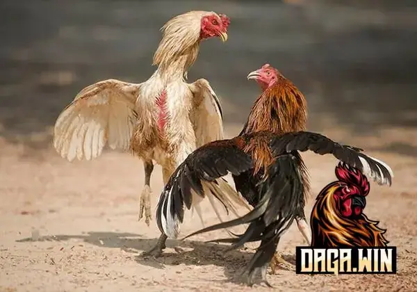 Nằm Mơ Thấy Gà Trống Đánh Số May