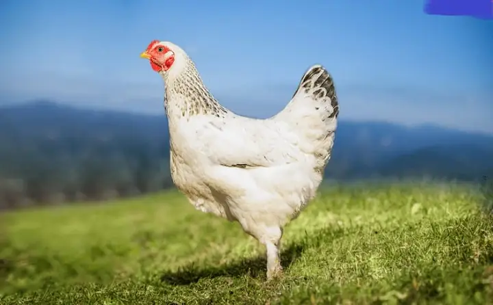 Nằm Mơ Thấy Gà Trống Và Gà Mái
