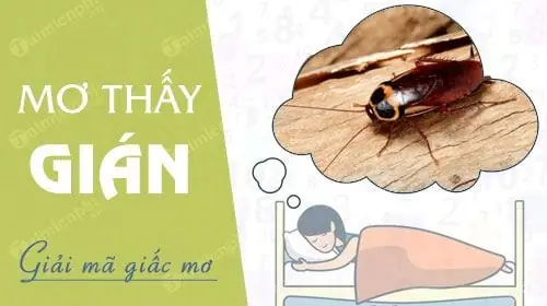 Nằm Mơ Thấy Gián Bò Lên Người Đánh Số Gì Nằm Mơ Thấy Gián Bò Lên Người Đánh Số Gì