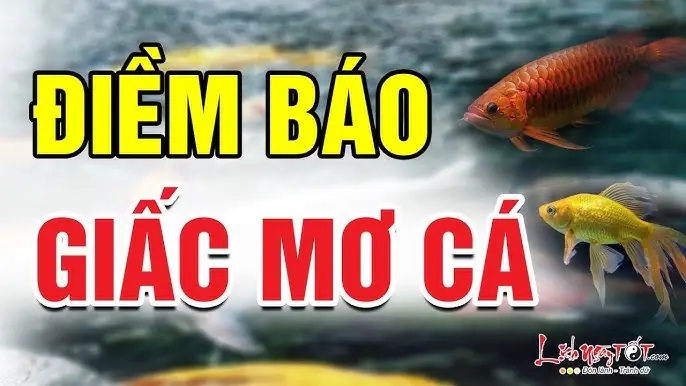 Nằm Mơ Thấy Giăng Lưới Đánh Số Gì