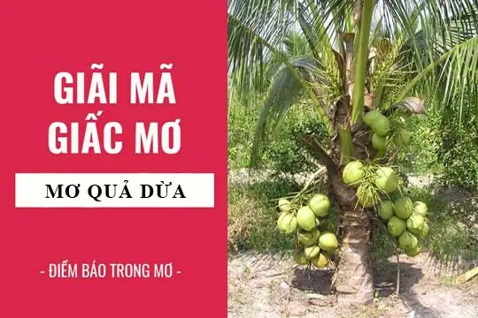 Nằm Mơ Thấy Hái Dừa Đánh Con Gì Nằm Mơ Thấy Hái Dừa Đánh Con Gì