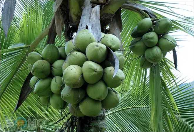 Nằm Mơ Thấy Hái Dừa Đánh Con Gì Nằm Mơ Thấy Hái Dừa Đánh Con Gì