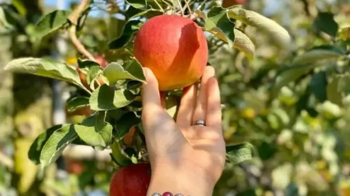 Nằm Mơ Thấy Hái Trái Cây Chín Ăn