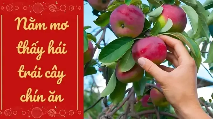 Nằm Mơ Thấy Hái Trái Cây Chín Đánh Số Gì