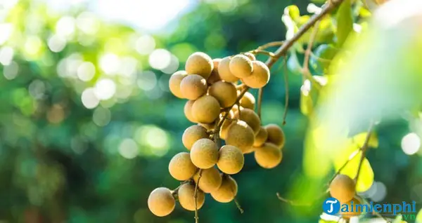 Nằm Mơ Thấy Hái Trái Cây Đánh Số May Nằm Mơ Thấy Hái Trái Cây Đánh Số May