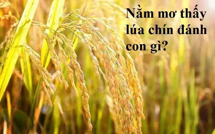 Nằm Mơ Thấy Hạt Lúa Đánh Số Gì