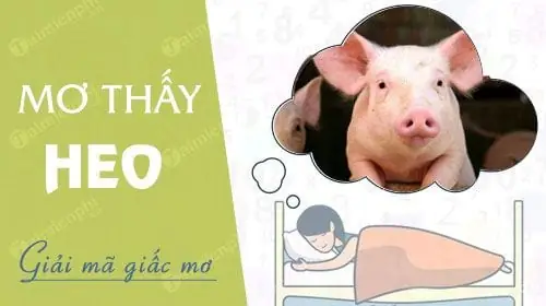 Nằm Mơ Thấy Heo Con Đánh Số Gì