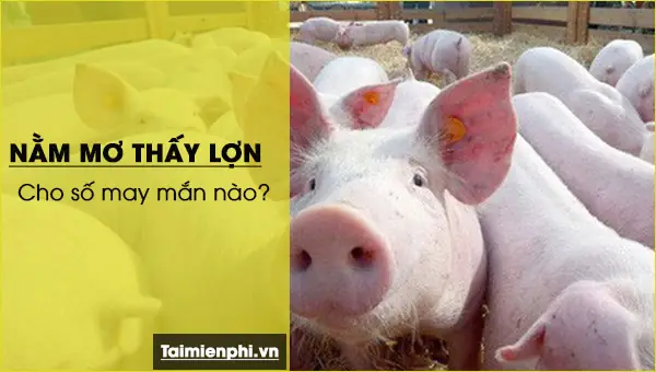 Nằm Mơ Thấy Heo Con Đánh Số Gì Nằm Mơ Thấy Heo Con Đánh Số Gì