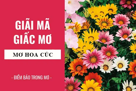 Nằm Mơ Thấy Hoa Cúc Vàng Đánh Đề Con Gì