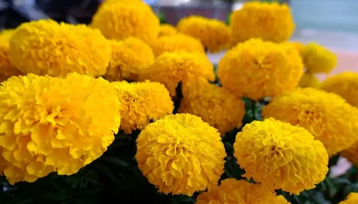 Nằm Mơ Thấy Hoa Cúc Vàng Đánh Đề Con Gì